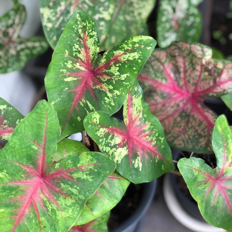comprar muda de caladium susana