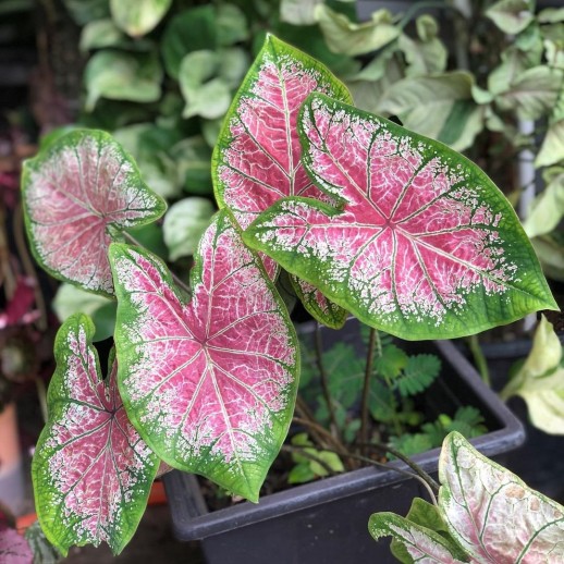Comprar muda de caladium Tânia