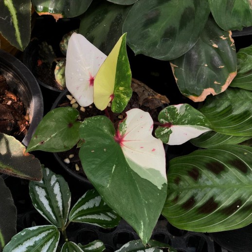 comprar muda de caladium Soraia