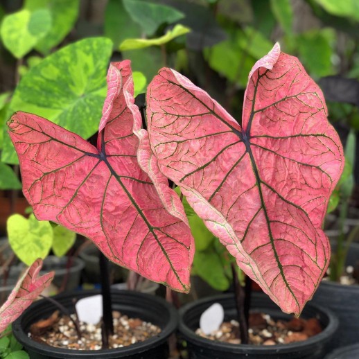 comprar muda de caladium Marisa