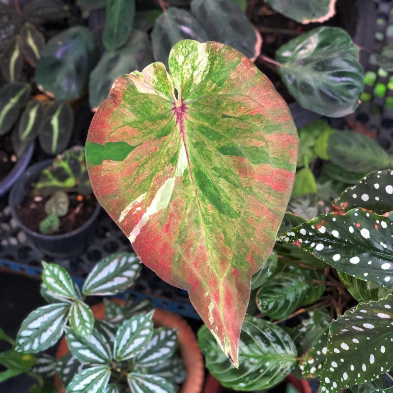 comprar muda de caladium Cristiane