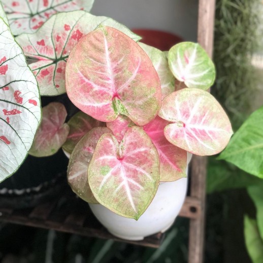 Muda de Caladium Marta