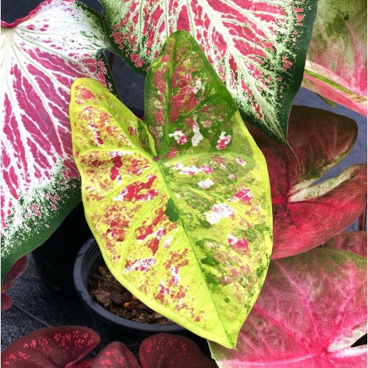 comprar muda de caladium Vânia