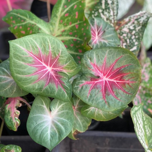 Muda de Caladium Ema