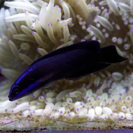 Pseudochromis springeri a venda