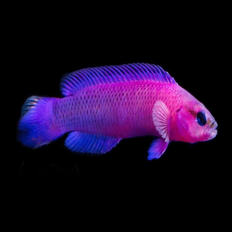 Pseudochromis fridmani aquario