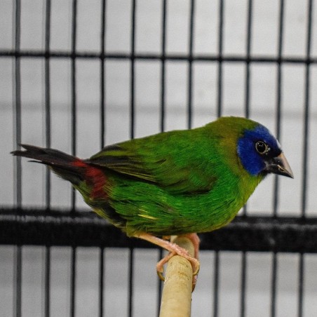 comprar passarinho diamante tricolor