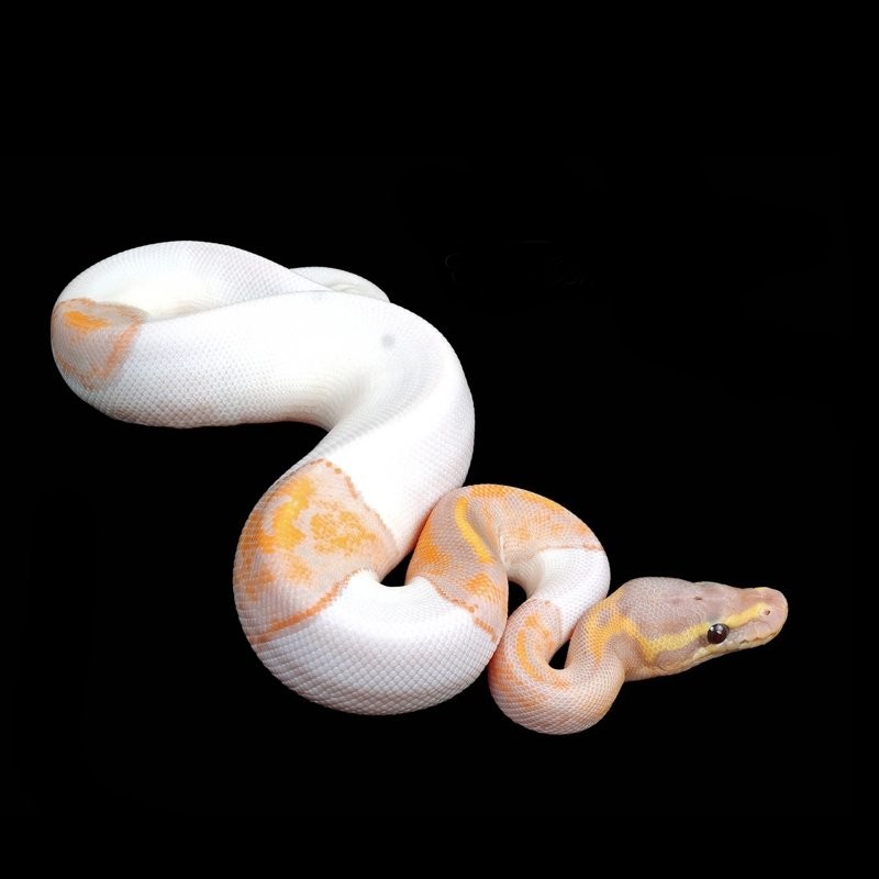 Cobras Python: Espécies, Cuidados Essenciais e Fatos Curiosos