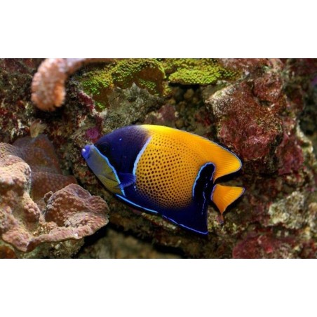 MAJESTIC ANGEL - POMACANTHUS NAVARCHUS
