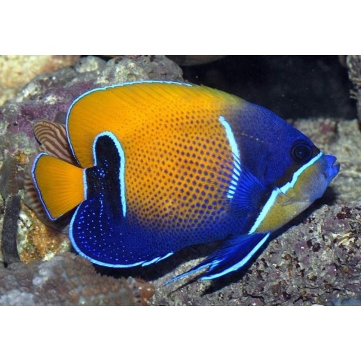 MAJESTIC ANGEL - POMACANTHUS NAVARCHUS