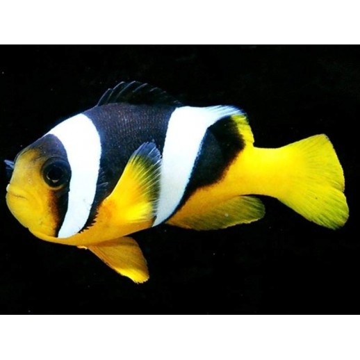 ALLARDI CLOWN - AMPHIPRION ALLARDI PQ