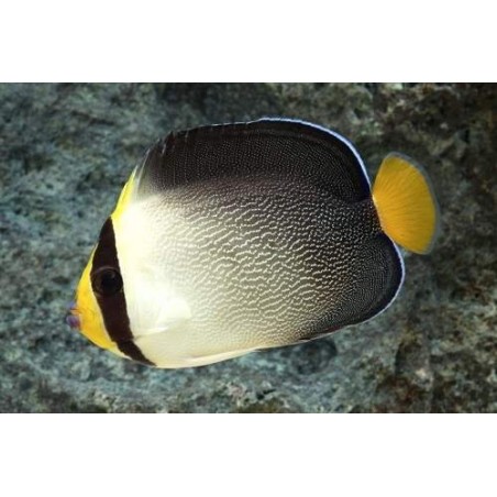 SINGAPORE ANGEL - CHAETODONTOPLUS MESOLEUCUS