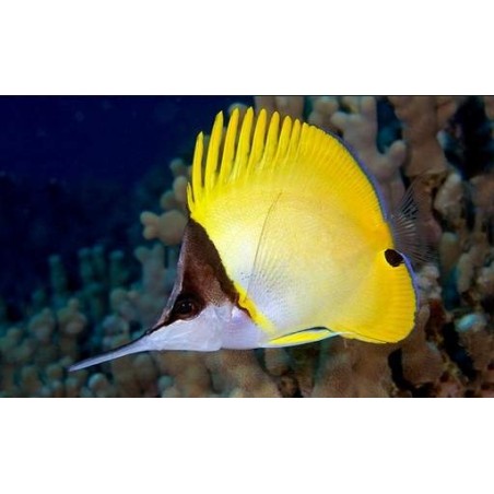 LONGNOSE BUTTERFLY - FORCIPIGER FLAVISSIMUS