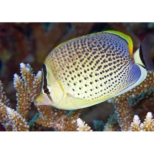 PEPPERED BUTTERFLY - CHAETODON GUTTATISSIMUS 