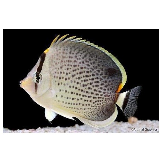 PEPPERED BUTTERFLY - CHAETODON GUTTATISSIMUS 
