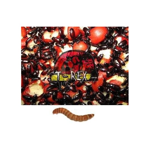 Besouros do Amendoim