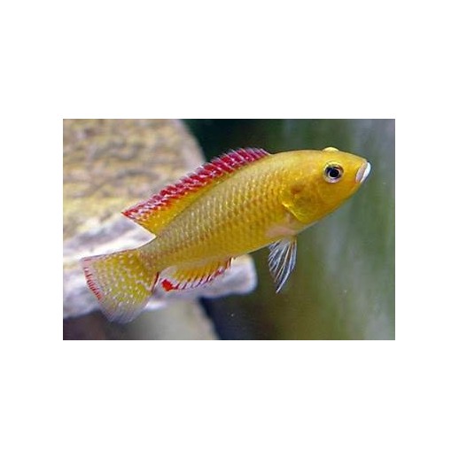 AULONOCARA STUARTGRANTI BLUE NEON 3 cm