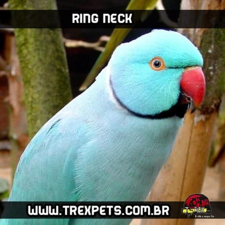 Criadouro Ring Necks Paraná