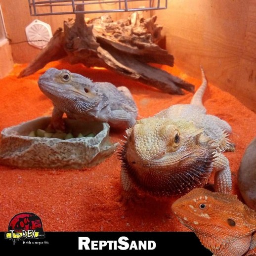 Areia para Répteis