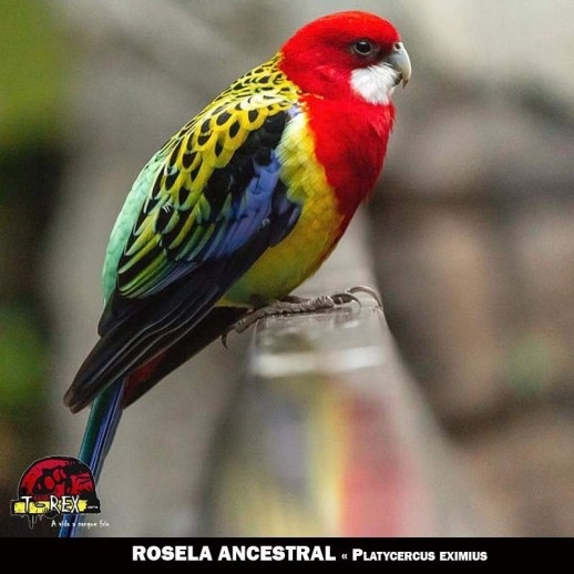 criatório  venda de roselas