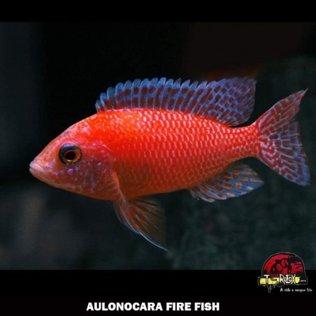 comprar AULONOCARA FIRE FISH ciclideos