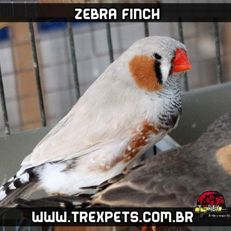criadouro aves mandarim parana