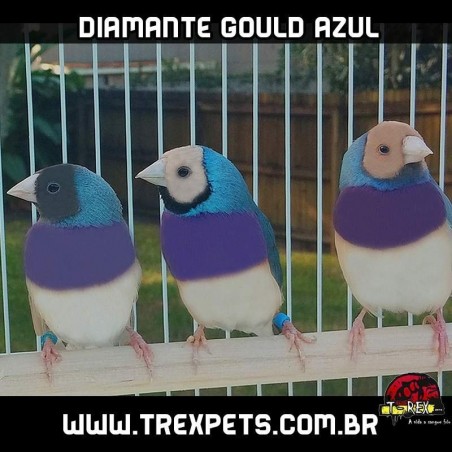 criador de diamante gould azuis