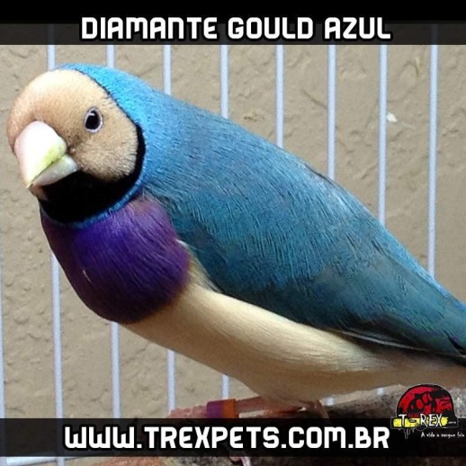 diamante gould azuis