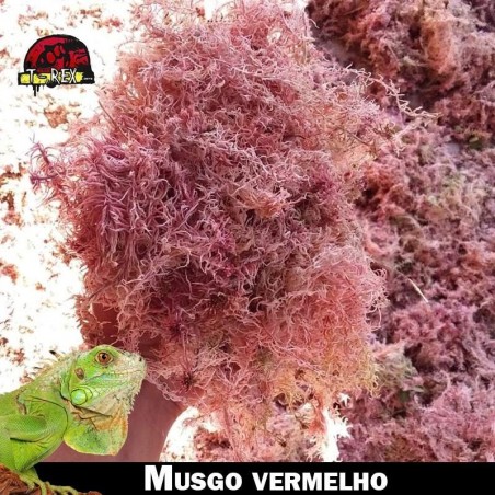 Musgo vermelho repteis terrario