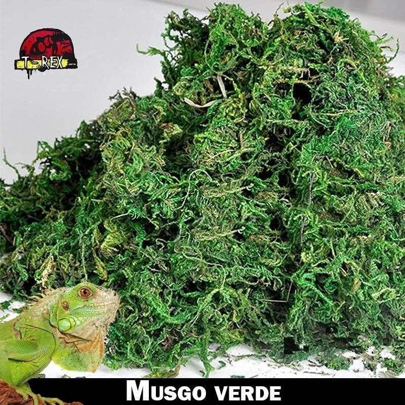 Musgo verde para répteis