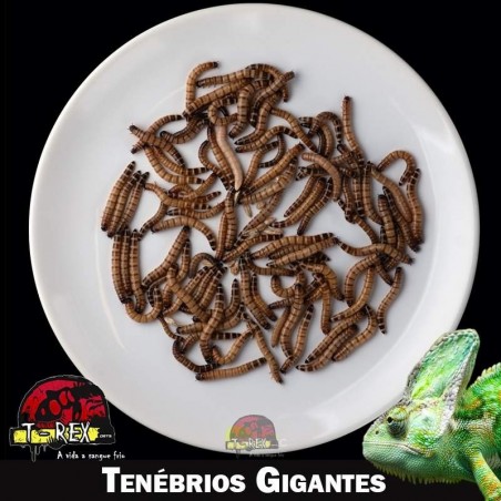 Comprar larvas de tenebrio
