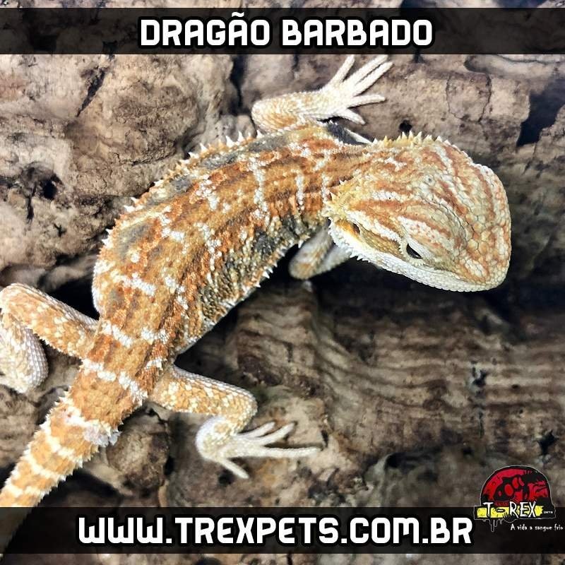 Pogona legalizada