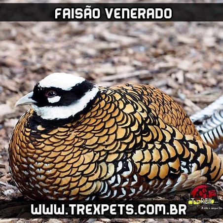venda de faisoes no parana