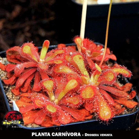Drosera Venusta