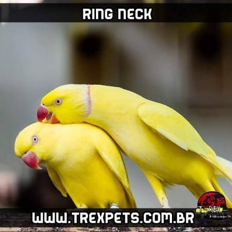 Ring Neck Maringa