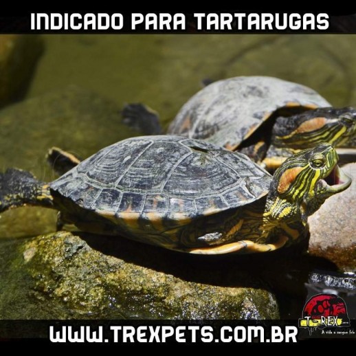 lampada para tartaruga