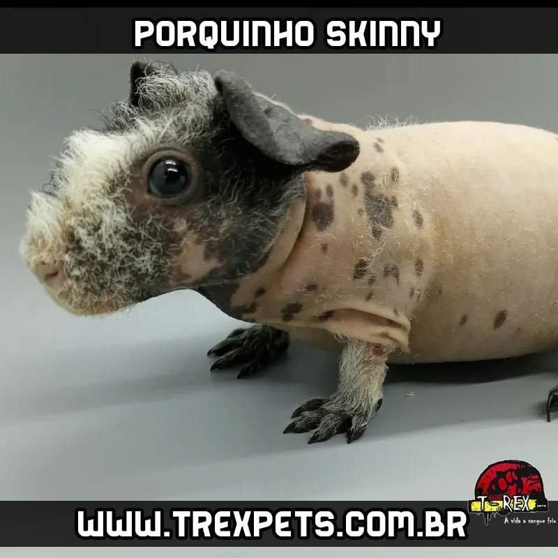 Porquinho da Índia que não tem pelos