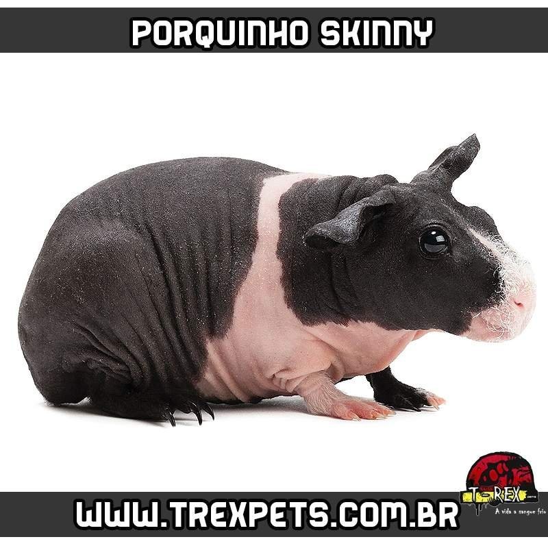 Criação de Porquinho da Índia sem pêlos