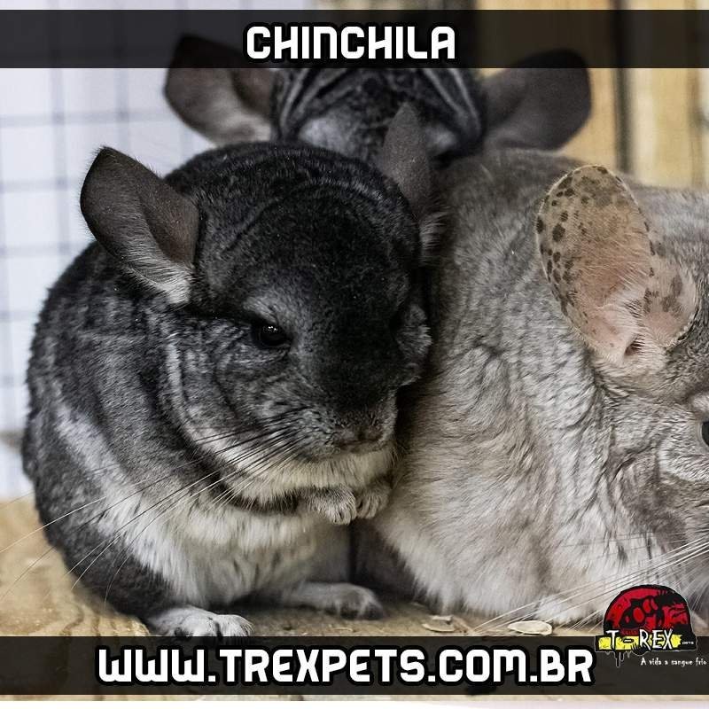 filhote de chinchila para comprar
