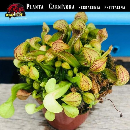 Sarracenia psitacinna planta carnivora
