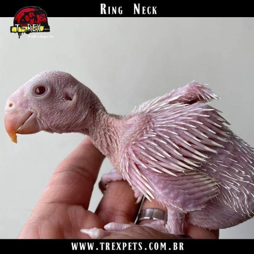 Filhote de ring neck a venda