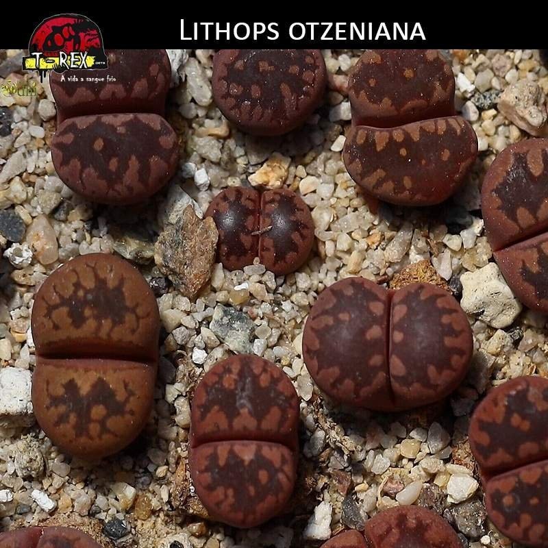 Muda de Lithops Cacto Pedra