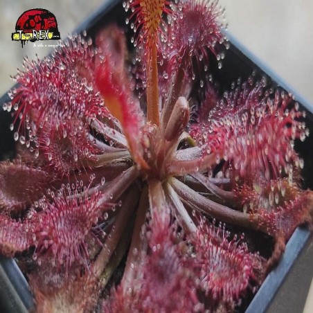 comprar muda de planta carnivora drosera capillaris