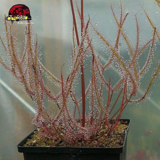 comprar planta carnivora drosera binata