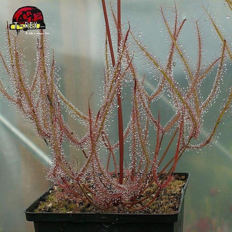 comprar planta carnivora drosera binata