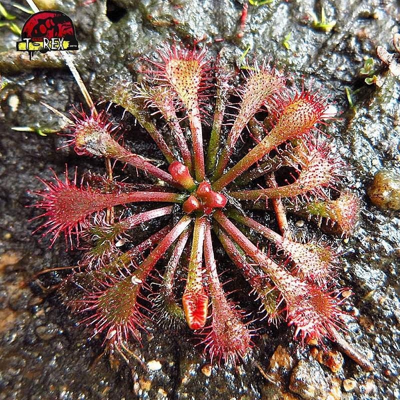 comprar planta carnivora drosera  spatulata  sundew