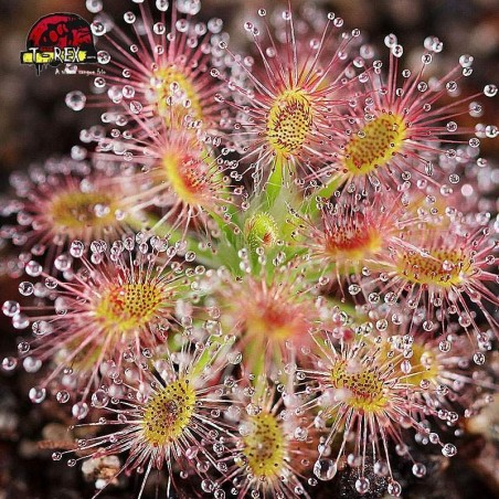 Comprar planta carnivora drosera micrantha