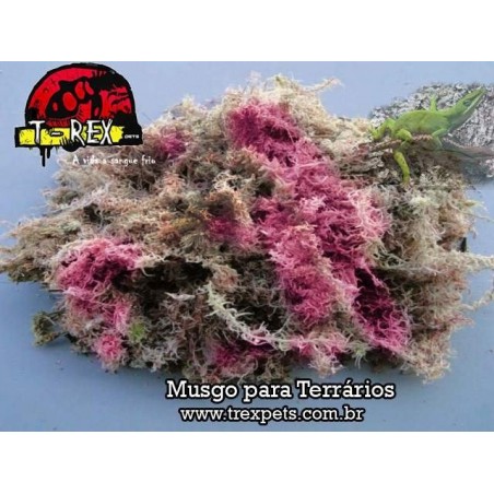 Musgo esfagno vermlho