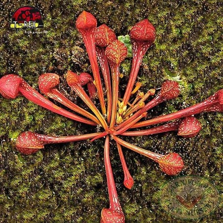 comprar planta carnivora sarracenia psitacinna
