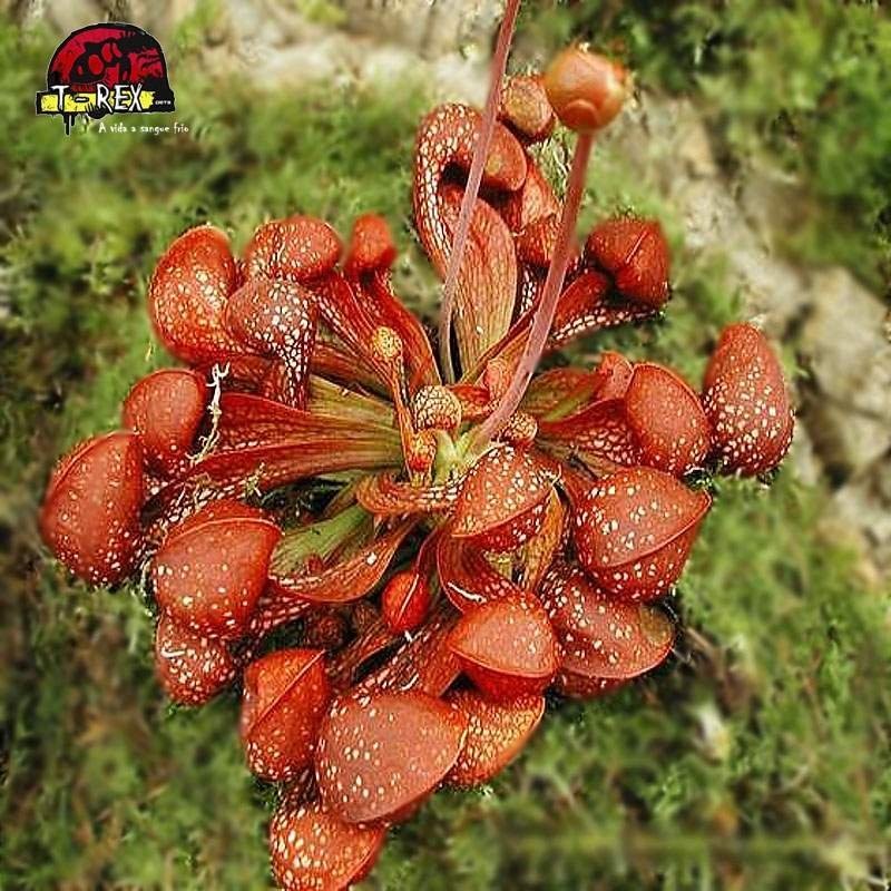 comprar planta carnivora sarracenia psitacinna